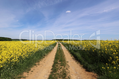 Beautiful spring landscape with blooming rapeseed fields