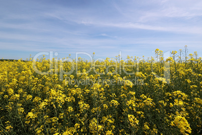 Beautiful spring landscape with blooming rapeseed fields