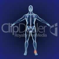 Angle and joint pains. When inflammation strikes. A full length cgi representation of the human body indicating the skeletal structure.