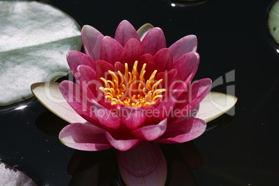 A beautiful water lily flower that hovers over the water