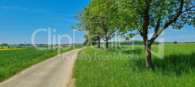 Summer landscape with a road among the fields