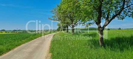 Summer landscape with a road among the fields