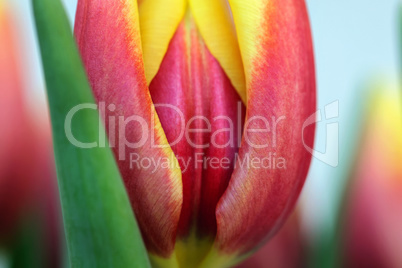 Tulpe