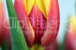 Tulpe