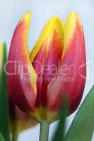 Tulpe