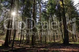 Wald