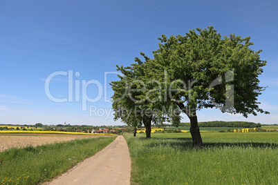 Summer landscape with a road among the fields