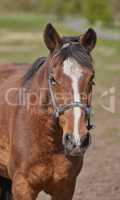 A telephoto of a beautiful horse. Close-up of the muzzle of a brown horse with a white spot in the Park in the background. Portrait of an anxious brown horse wearing lead looking at the camera.