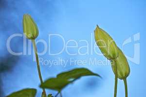 Three budding clematis flowers getting ready to blossom against blue sky background. Closeup of delicate plants growing before blooming, flowering in a remote field, forest or home garden and backyard