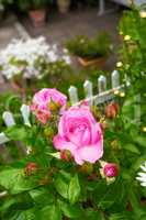 Beautiful pink rose budding on a tree in a backyard garden. Closeup of a pretty summer flower growing in nature from above. Petals blossoming on floral plant. Flowerhead blossoming in a park in spring