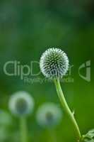 Blue Globe Thistle flower blossoming against a green nature background in a park. Echinops growing and flourishing in a field in summer. Beautiful wild stalwart perennials budding in an empty garden