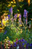 Vibrant, purple foxglove flowers blossoming and growing in a remote field or home garden with bokeh copyspace. Group of delicate, digitalis purpurea plants blooming and flowering on stems in backyard