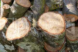 A pile of chopped tree logs outdoors on a summer day in a forest. Closeup of brown wooden texture background of sawn stamps for firewood in a lumberyard. Collecting dry timber cut hardwood for winter