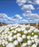 Closeup of flowering succulents growing on a brown desert landscape in a national park. Indigenous South African plants with white flowers on a cloudy day. Fynbos growing on a field in South Africa