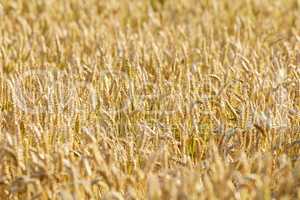 Yellow agriculture field with ripe wheat. Cereal plant growing in countryside farm during harvest season. Scenic landscape of vibrant golden stalks of grain cultivated on sustainable field in summer
