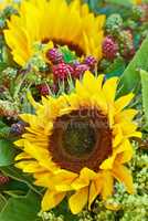 Closeup of two beautiful fresh sunflowers in green garden. Zoomed in macro on vibrant and bright, colorful flowers with detail petals and texture on nature plant. Scented bouquet of plants and leafs