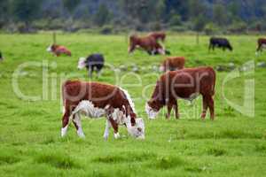 Hereford cow standing and grazing on a vibrant green farm pasture with copyspace. Various sizes of Hereford cows standing in a pasture on a farm on a sunny day. Grass fed cows on a diary supply farm