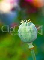 closeup of an opium plant bud closed outside in a garden. Photo of a wild Papaver somniferum that has not opened yet. Beautiful lush green flowerhead isolated on a blurred nature background