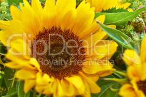Closeup of a beautiful fresh sunflower in green garden. Zoomed in macro on vibrant and bright, colorful flowers with detail petals and texture on nature plant. Scented bouquet of plants and leafs