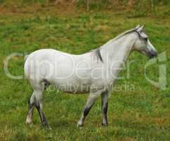 A white horse grazing in a green pasture. Domestic farm animal or a pony standing on an agricultural field with fresh grass. One stallion or mare with a mane roaming freely outside in the meadow
