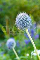 Closeup of wild blue globe thistle flowers growing in a remote green field, backyard in summer. Horticulture detail, textures of blossoming echinops and stalwart perennial plants in a meadow