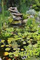 Lilly pads, water plants, reeds and succulents growing in a koi fish japanese pond in a home backyard. View of a tranquil, calm and serene lake feature in covered in fresh green flora in the garden
