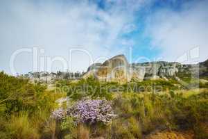 Landscape view of rocks and boulders in Hout Bay, Cape Town, South Africa during a summer holiday and vacation. Exploring scenic nature on a remote hiking trail. Fresh purple flowers and green scenery