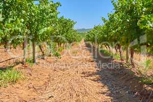 Vineyard row on a grape farm that produces wine in Stellenbosch. Wine making industry crops on a sunny day. Grapevines in summer. Beautiful green plants before harvest