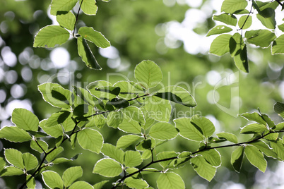 Green foliage in the sun with beautiful bokeh