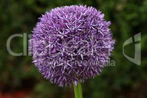 Ornamental onion blooms beautifully in the garden