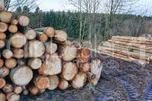 Chopped firewood and logs stacked together in a storage pile in a lumberyard. Wooden background with texture and collecting dry rustic wood as a source of energy. Lumber split hardwood with copyspace