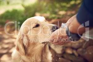 Making sure he says hydrated out here. Cropped shot of an unrecognizable man pouring water for his golden retriever to drink into his hand during a hike.