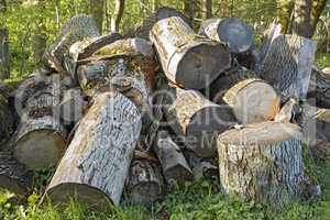 Pile of wooden logs lying on the grass in a forest. Freshly chopped tree pines for alternative heat such as woodfires. A woodpile used in the timber or lumber industry. A stack of ready cut dry wood