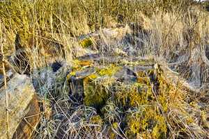 Moss covered tree stump on a grass field. Rural nature scene of overgrown wild reeds with a fallen tree on an uninhabited forest trail for hiking and exploration. Decaying swamp land in Denmark