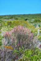 Closeup of Fynbos flowers in Table Mountain National Park, Cape Town, South Africa. Indigenous plants growing and blooming on a lush green field against a blue sky. Succulents on a field or veld