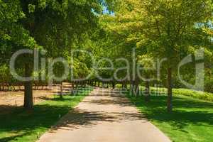 Lots of tall trees in a park with a pathway and green grass or lawn. Many trees lined up or standing in a row on garden route to vineyards or near wine growing area in Sellenbosch, South Africa.