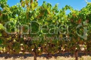 Close up view of wineyards of the Stellenbosch district, Western Cape Province, South Africa. Vineyards with beautiful blue sky. View of lush wineyard on dry soil in autumn, visible rows of wine trees