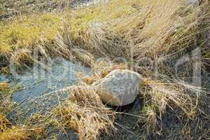 Dry arid grass and big rock on a swamp riverbed in Jutland, Denmark. Rustic nature landscape and background of uncultivated marshland with reeds. Overgrown bushes and shrubs on an empty field or veld