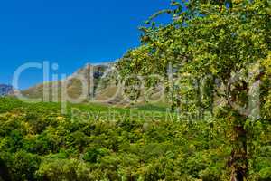 Stellenbosch district, Western Cape Province, South Africa. Most famous wine producing region in South Africa, steeped in wine producing history and is home to the countrys best known wine estates