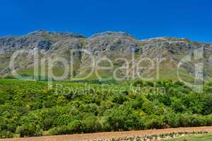 Mountain range with lush greenery near tilled farmland in the vineyards of Stellenbosch, South Africa. Vibrant green nature scene of bushes with a breathtaking bright blue sky in rural green landscape
