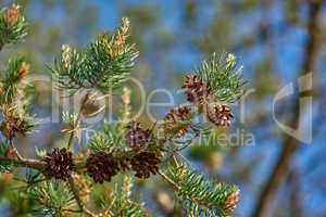 Closeup of pine cones hanging on a fir tree branch with a bokeh background in the countryside of Denmark. Green needles on a coniferous cedar plant or shrub in remote nature reserve, forest or woods