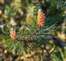 Closeup of a red pine tree branch growing in an evergreen boreal forest. Coniferous forest plant in spring on a sunny day against a blurred background. Norway pine needle indigenous to North America