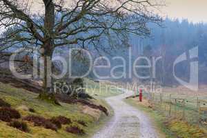 Landscape view of a countryside road leading into a misty dense forest and woods in the morning in Norway. Long winding dirt path in a remote country of Sweden. Travel and mystery adventure in nature