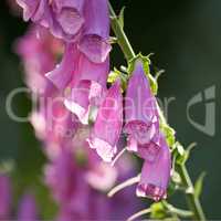 Purple Foxgloves blooming in its natural environment in summer. Digitalis purpurea growing in a botanical garden in nature. Flowering plants blossoming in a field in spring. Flora flourishing in yard