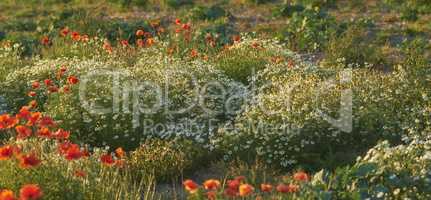 Landscape of orange lily flowers and shrubs in a meadow. Plants growing in a nature reserve in spring. Beautiful flowering plants budding in its natural environment. Flora blooming on a remote farm