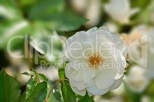 Closeup of a single white rose growing in an arboretum. Flowering bush in a park outside against a blurred background. Seasonal blooms in a botanical garden. Woody plants cultivated in the backyard