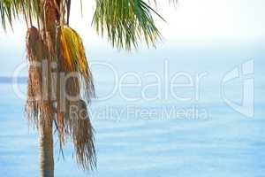 A palm tree with copyspace of a blue ocean and sky in summer. One coconut plant growing in a tropical holiday resort or exotic travel destination. Peaceful beach holiday on sunny island environment