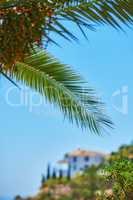 Closeup of a palm tree against a blue sky. A coconut tree leaves of many shapes shining under the sun on a tropical exotic island with holiday villas or vacation resort houses in the blur background