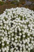 Closeup of flowering succulents growing in a national park. Top view of indigenous South African plants with white flowers from above. Fynbos growing on field in South Africa. Flora blooming in yard