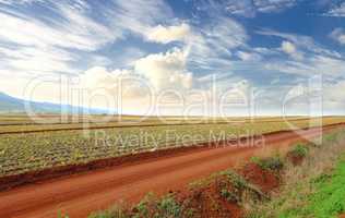A road on pineapple farm on a cloudy summer day. Dirt path near green plantation outdoors on open land or agricultural land. Countryside where fruit crops are planted and harvested.